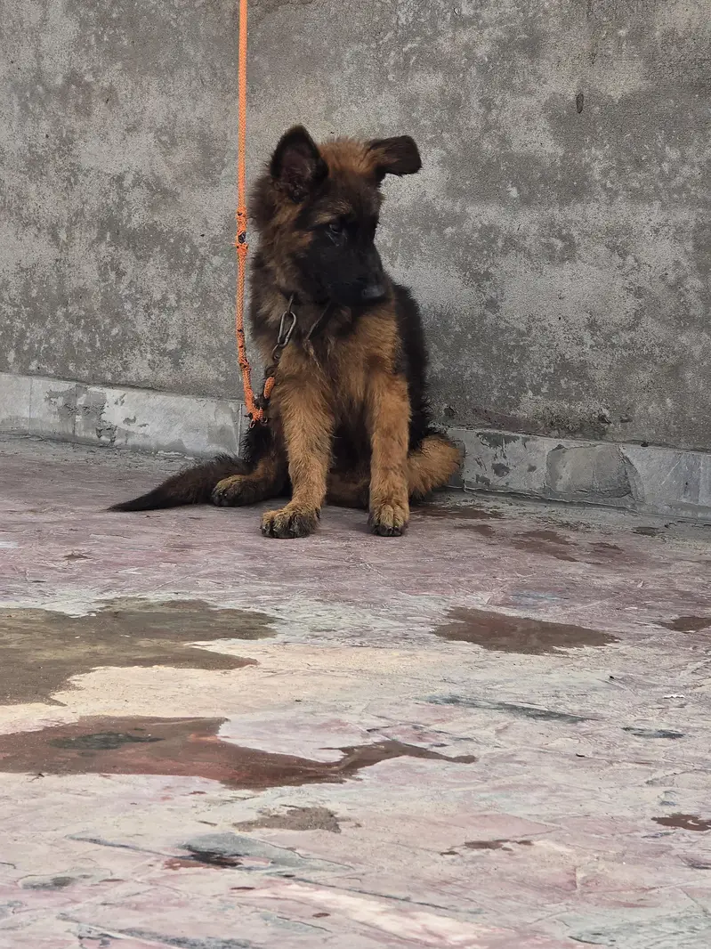 german shepherd — photo 5