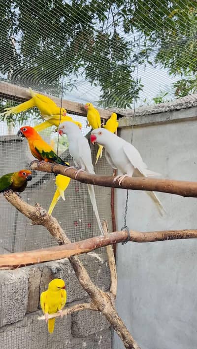 white and yellow parrot pair