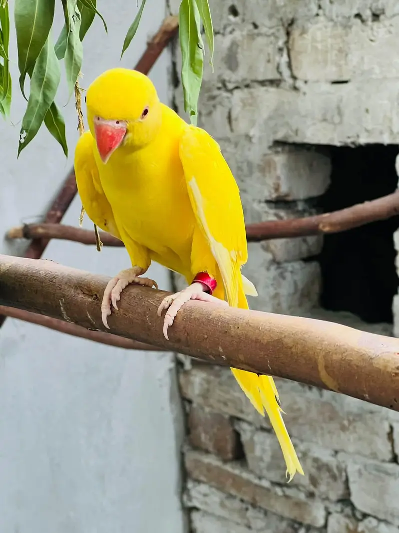 white and yellow parrot pair — photo 2