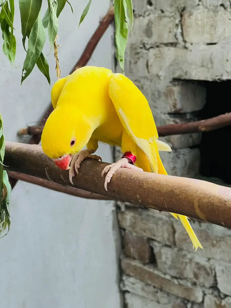 white and yellow parrot pair — photo 3