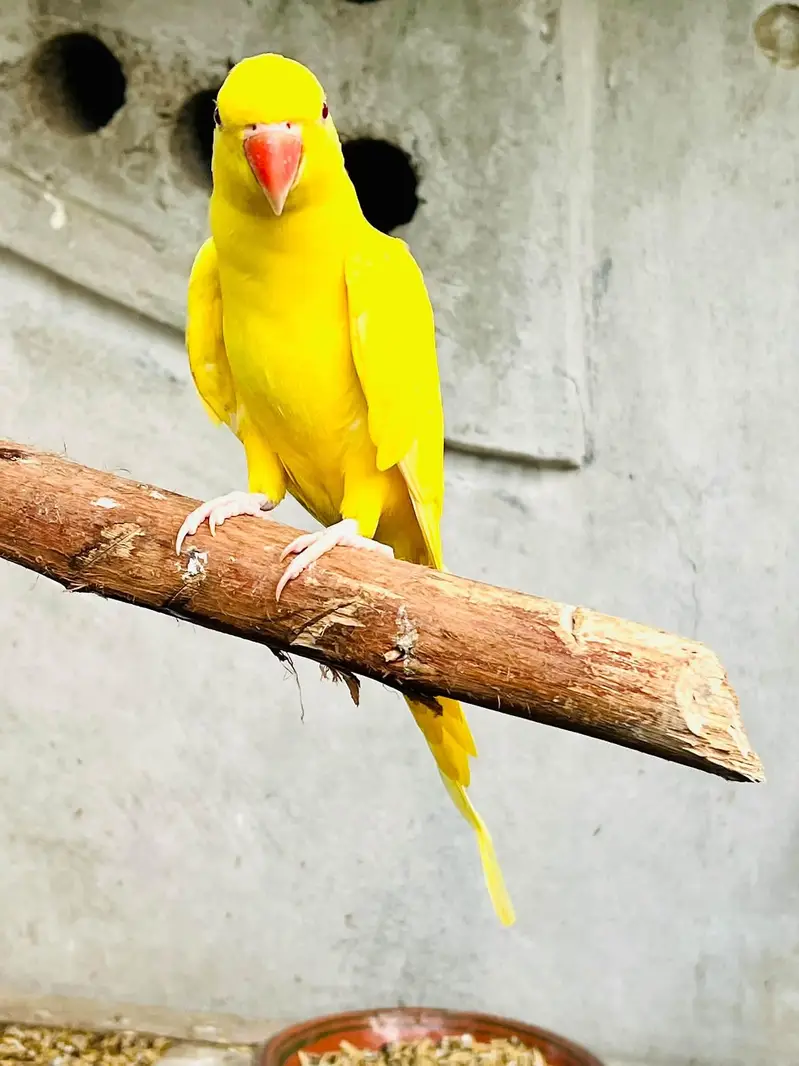 white and yellow parrot pair — photo 4