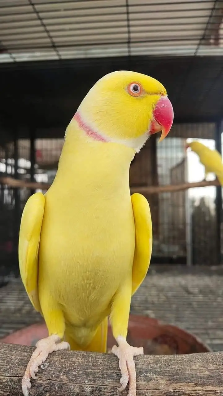 white and yellow parrot pair — photo 6