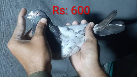 Kabuter for sale/Pigeons for sale