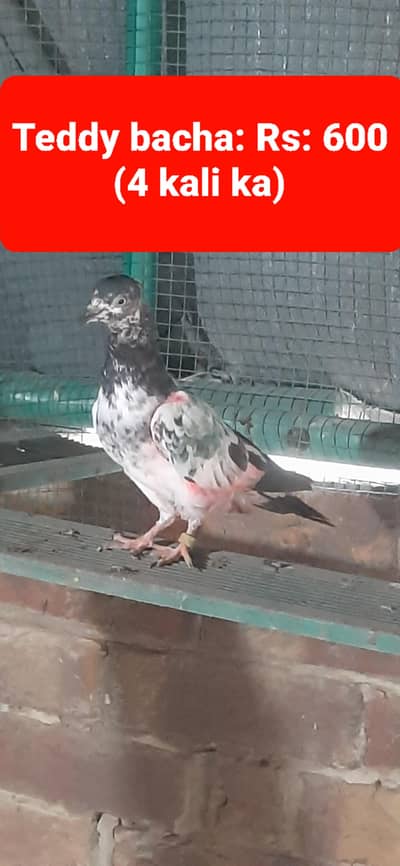 Kabuter for sale/Pigeons for sale
