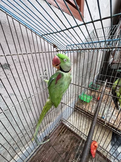 Kashmri Raw Parrot Breader for sell
