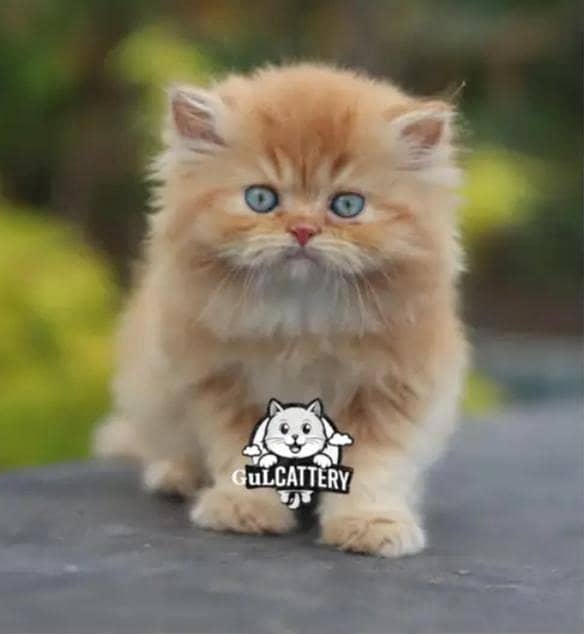catas 0