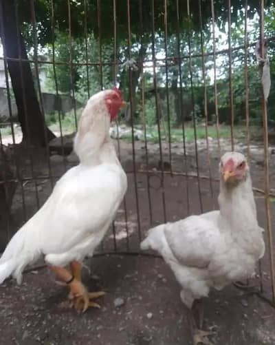 Batreen Breeder Jora