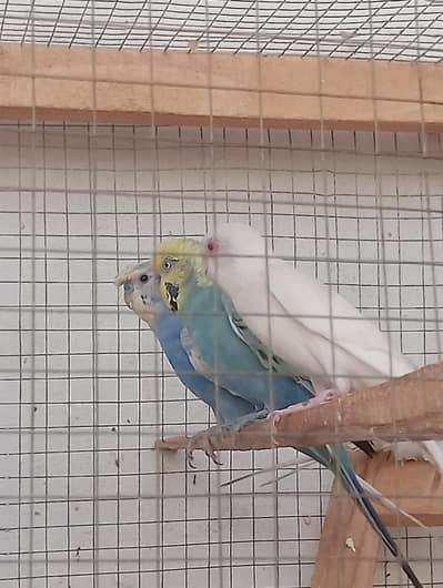 3 breader pair Australian