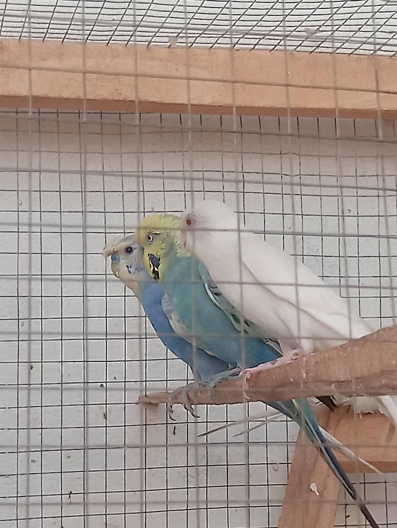 3 breader pair Australian 0