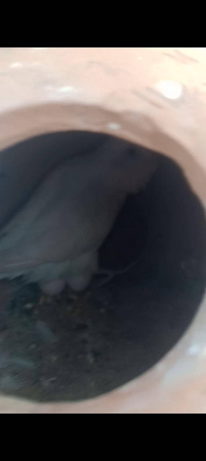 3 breader pair Australian 1
