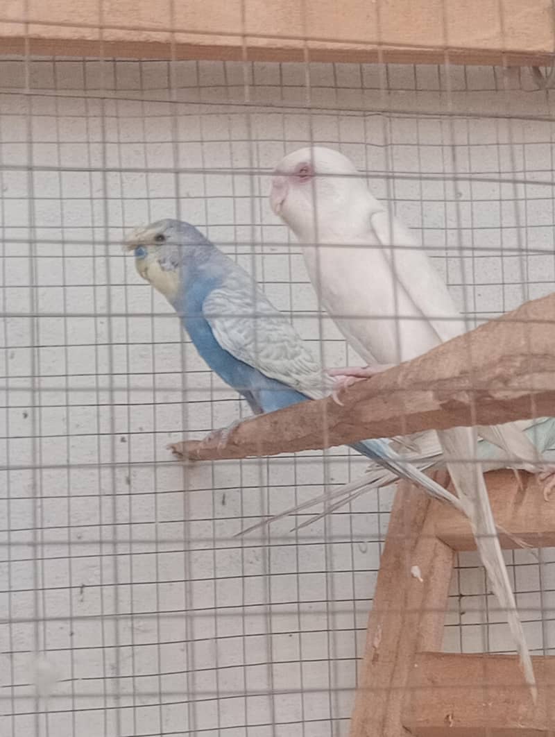 3 breader pair Australian 2
