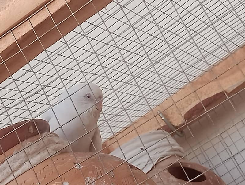 3 breader pair Australian 3
