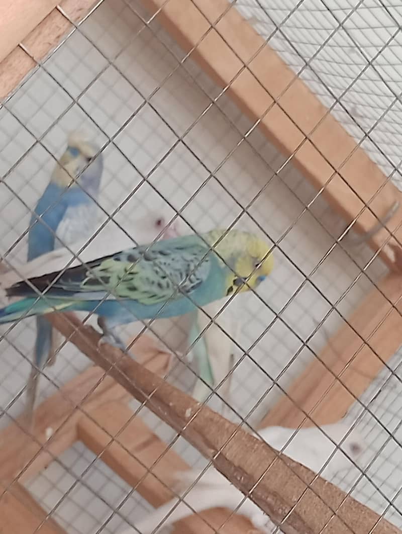 3 breader pair Australian 4