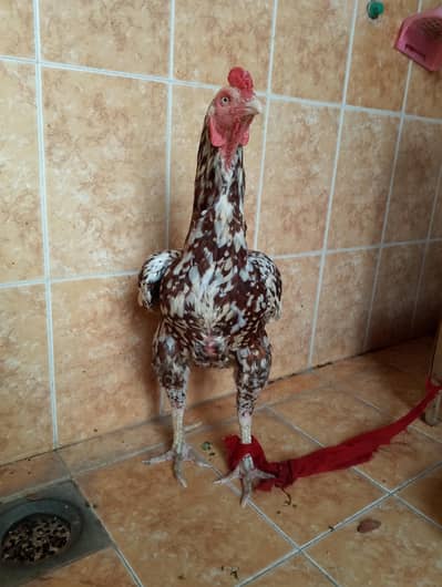 breeder pair available