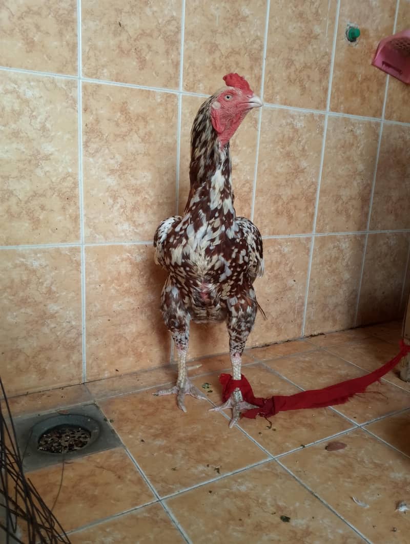 breeder pair available 1