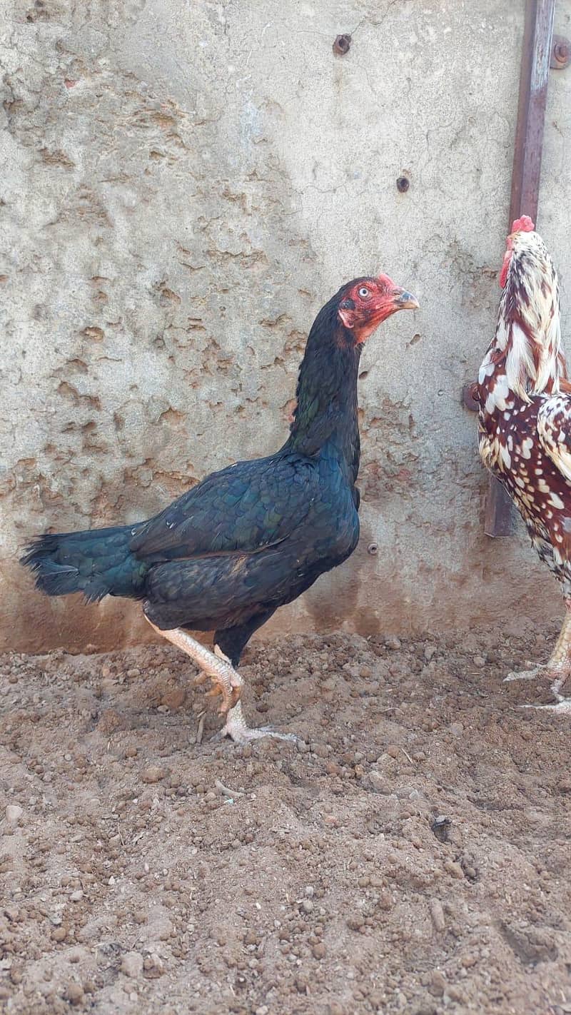 breeder pair available 2