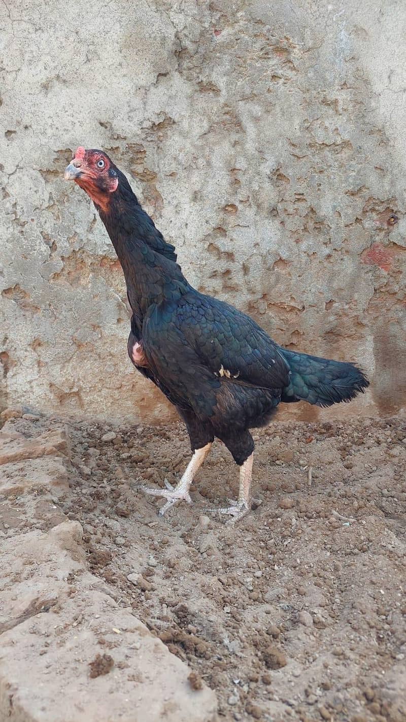 breeder pair available 3