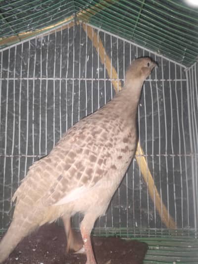 Irani Teetar Male