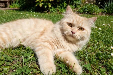 Persian cat for sale