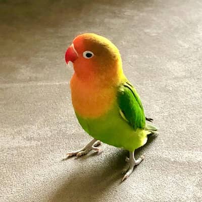 Love bird for sale