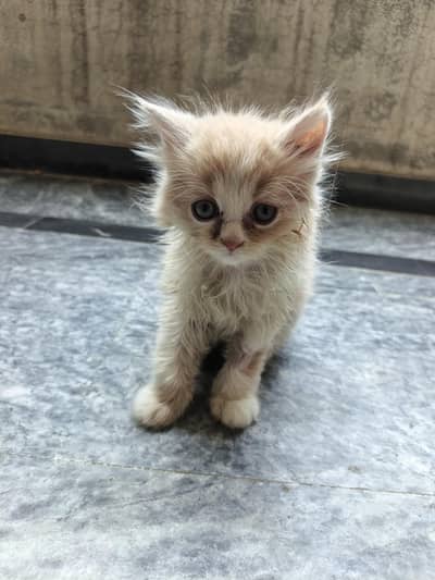 Male & Female Cats with 1.5-Month-Old Male Kitten for Sale read Ad