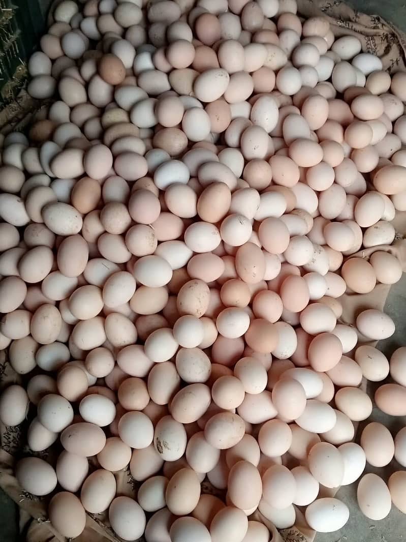 Golden Misri Chicken | Golden Misri Eggs | Fertile Eggs - Hens - 1097381299