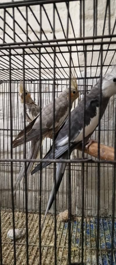 cocktail birds
