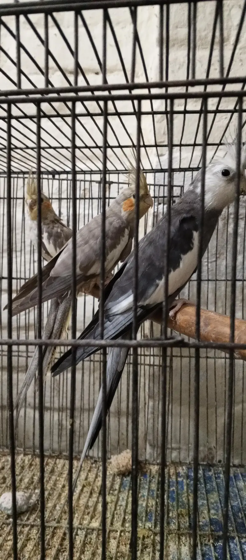 cocktail birds — photo 2