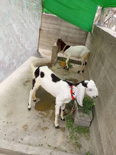 bakra bakri for sale