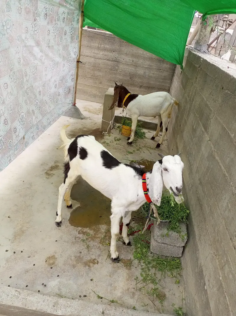 bakra bakri for sale — photo 2