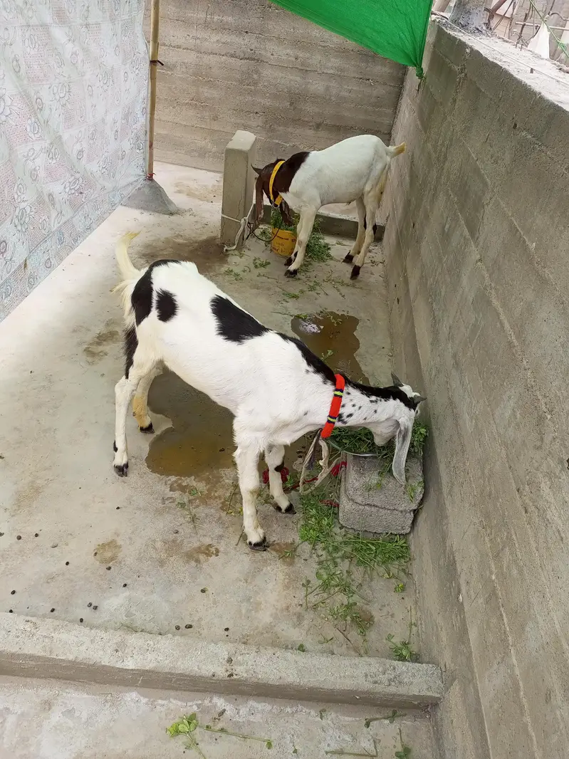 bakra bakri for sale — photo 3