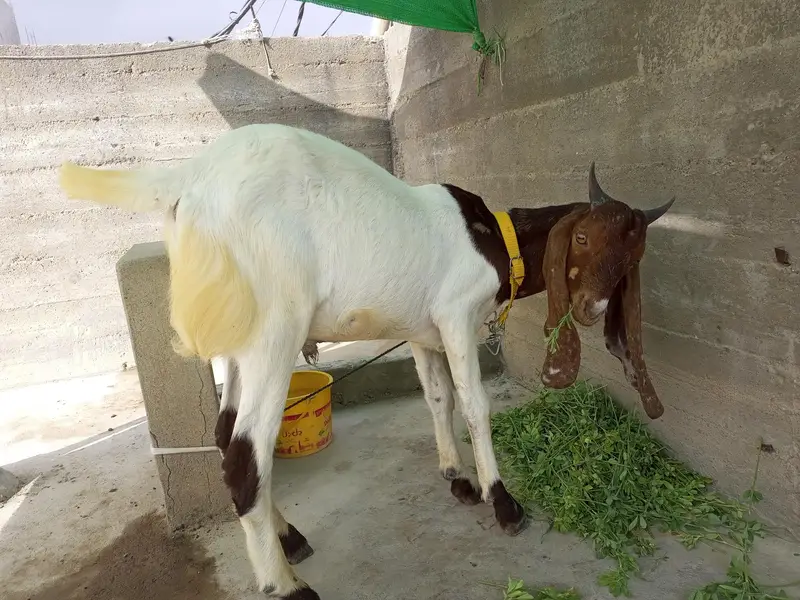 bakra bakri for sale — photo 4