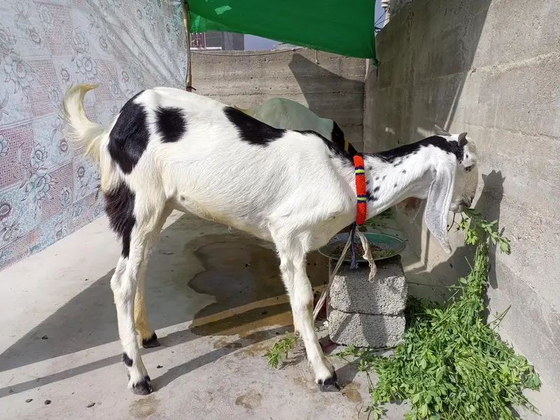 bakra bakri for sale — photo 5