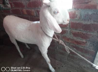 2 bkri hen dogli nasal