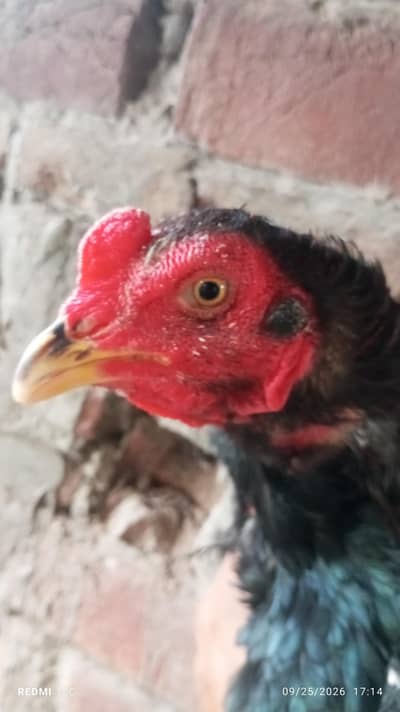 Thai hunt murgha and two murgi  for sale good health and strong body.
