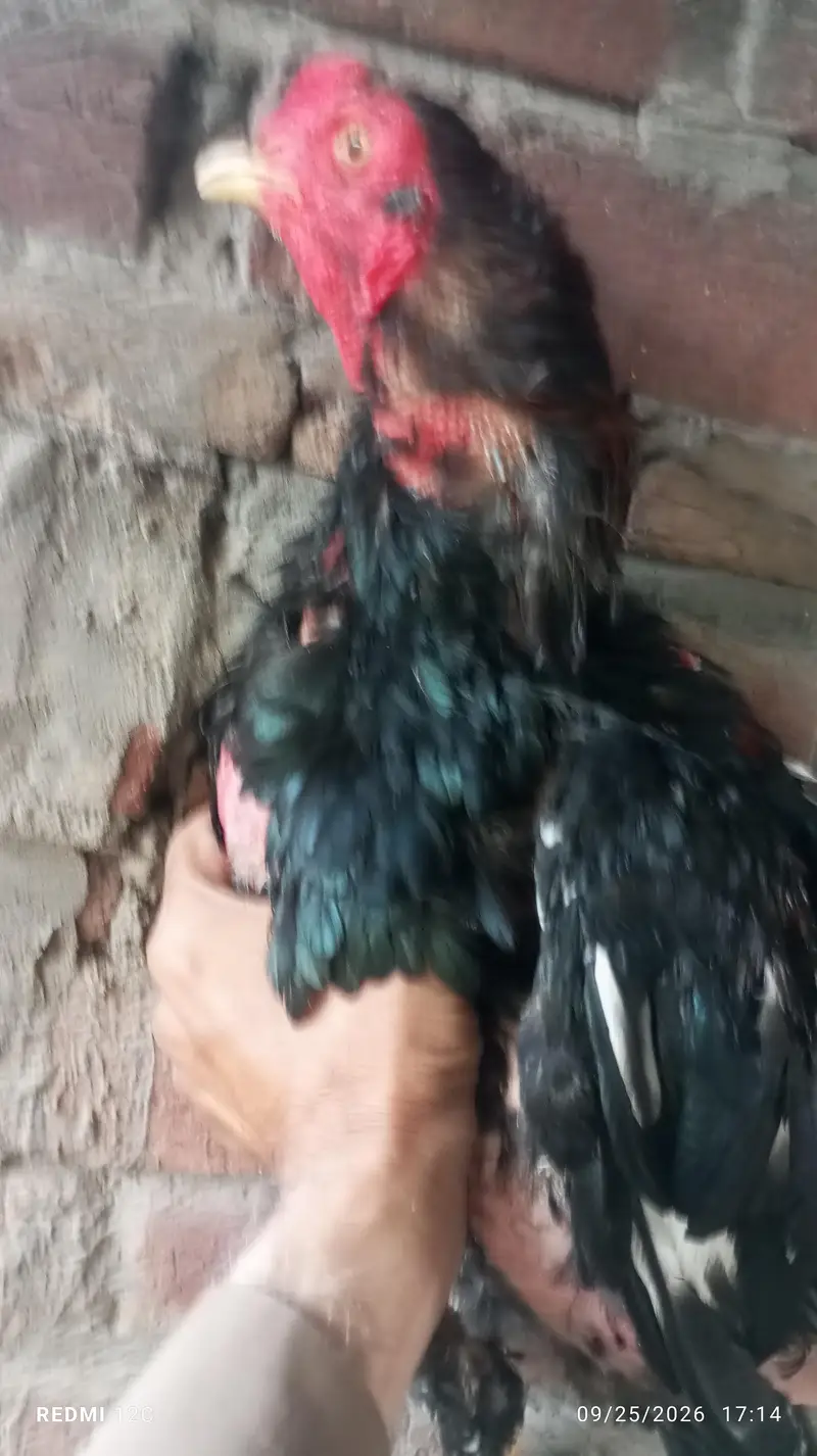 Thai hunt murgha and two murgi  for sale good health and strong body. — photo 2