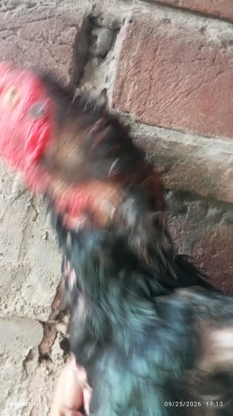 Thai hunt murgha and two murgi  for sale good health and strong body. — photo 3