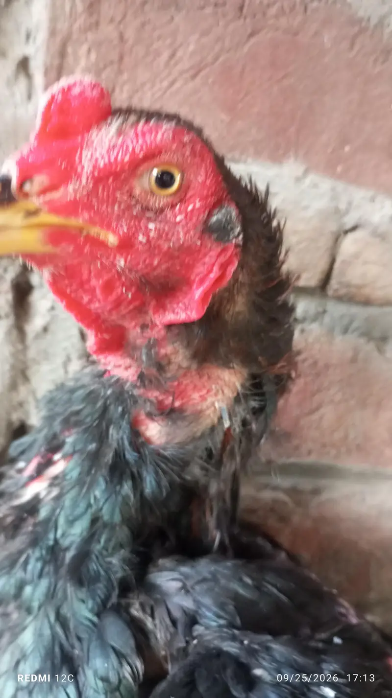 Thai hunt murgha and two murgi  for sale good health and strong body. — photo 4