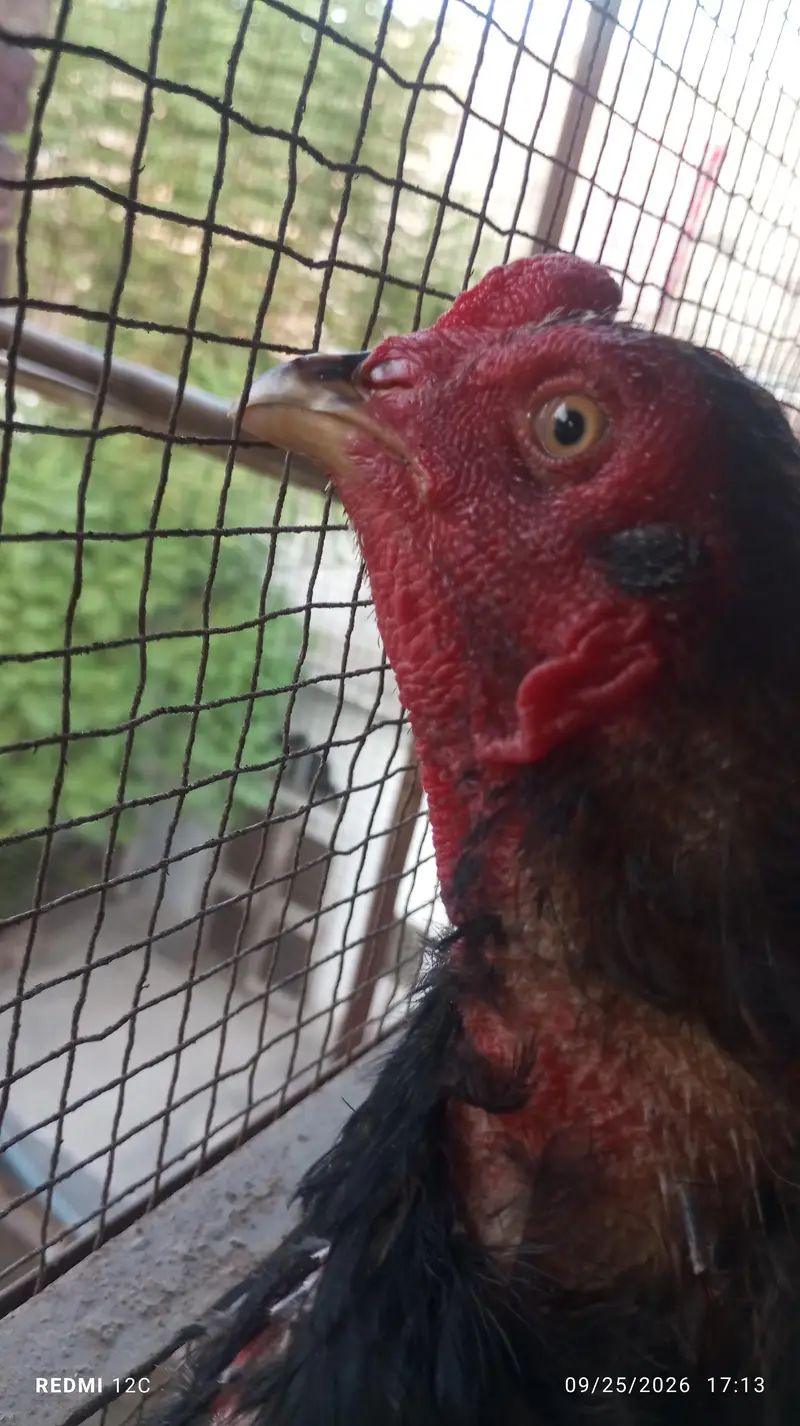 Thai hunt murgha and two murgi  for sale good health and strong body. — photo 7
