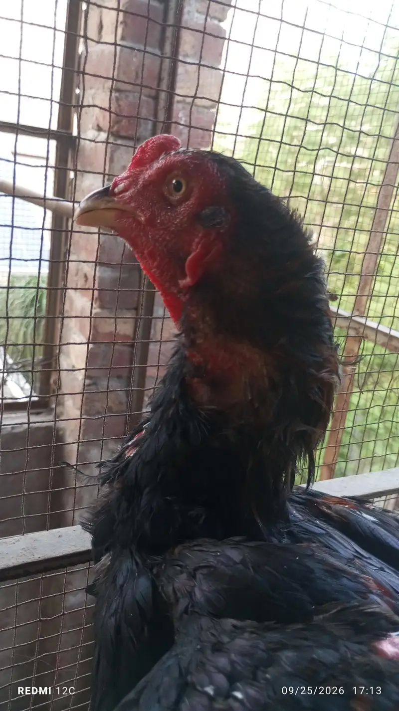 Thai hunt murgha and two murgi  for sale good health and strong body. — photo 8