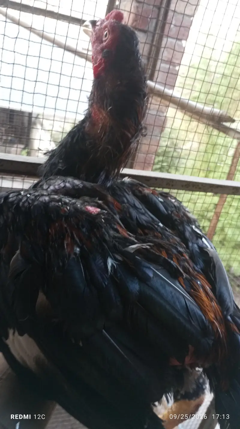 Thai hunt murgha and two murgi  for sale good health and strong body. — photo 9