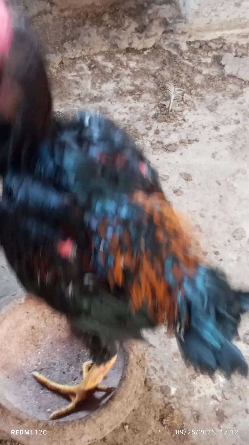 Thai hunt murgha and two murgi  for sale good health and strong body. — photo 10