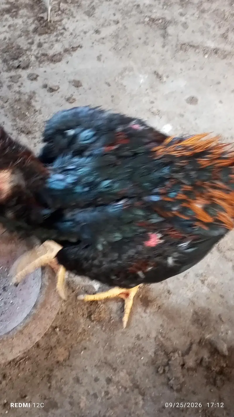 Thai hunt murgha and two murgi  for sale good health and strong body. — photo 11