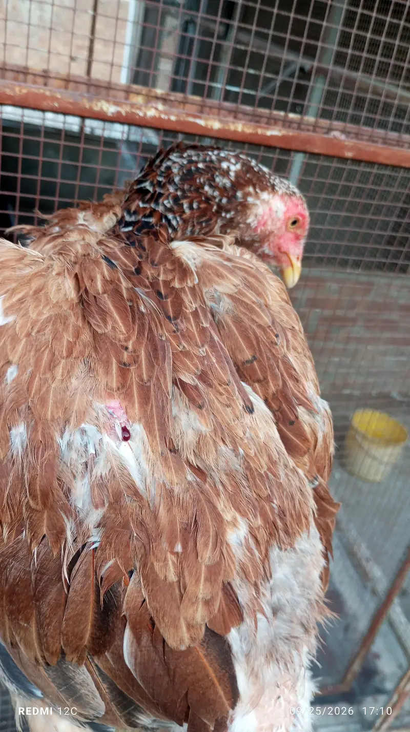 Thai hunt murgha and two murgi  for sale good health and strong body. — photo 12