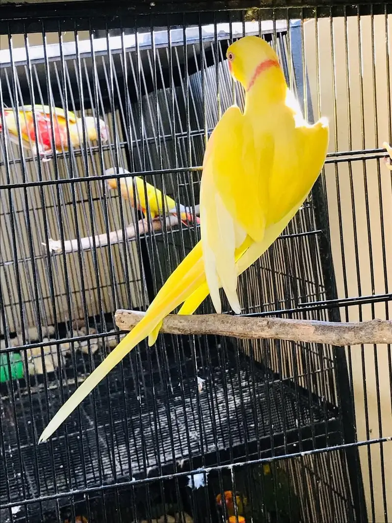 sun conore or yellow parrot pair — photo 10