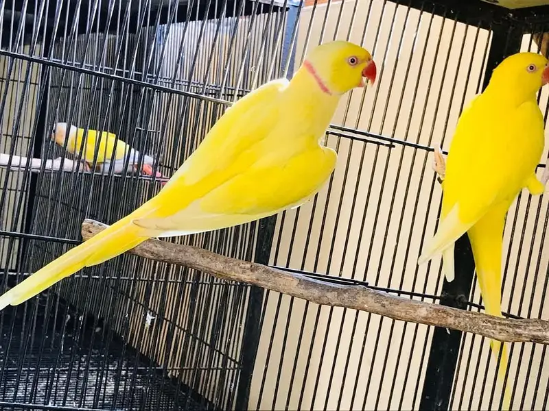 sun conore or yellow parrot pair — photo 11
