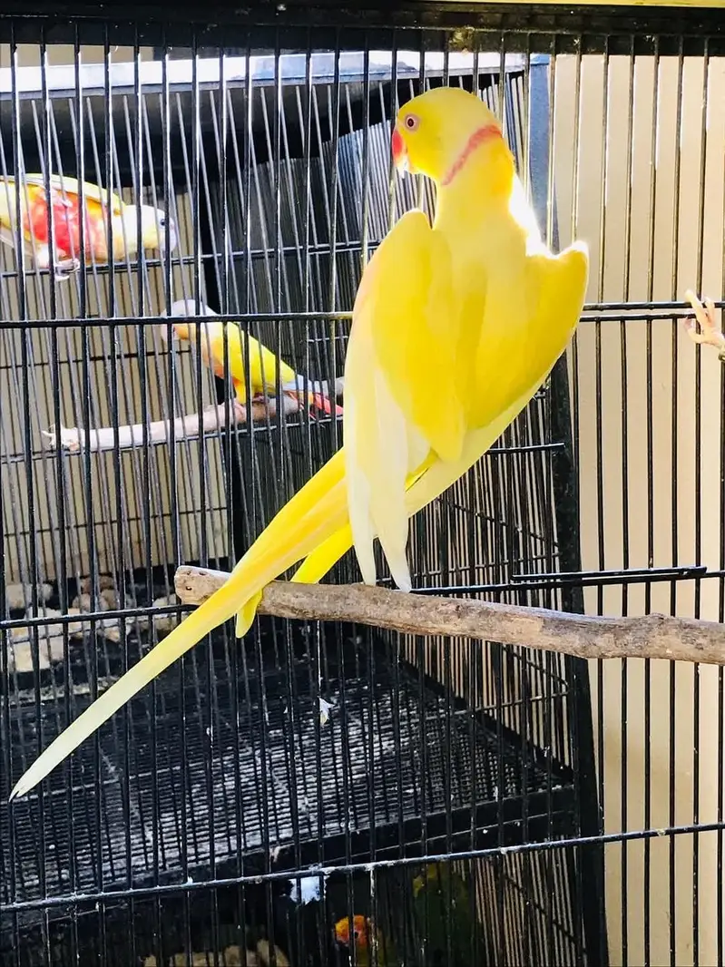 sun conore or yellow parrot pair — photo 12