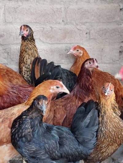 Healthy females for sale (only females) Contact me on (0306-0861861).
