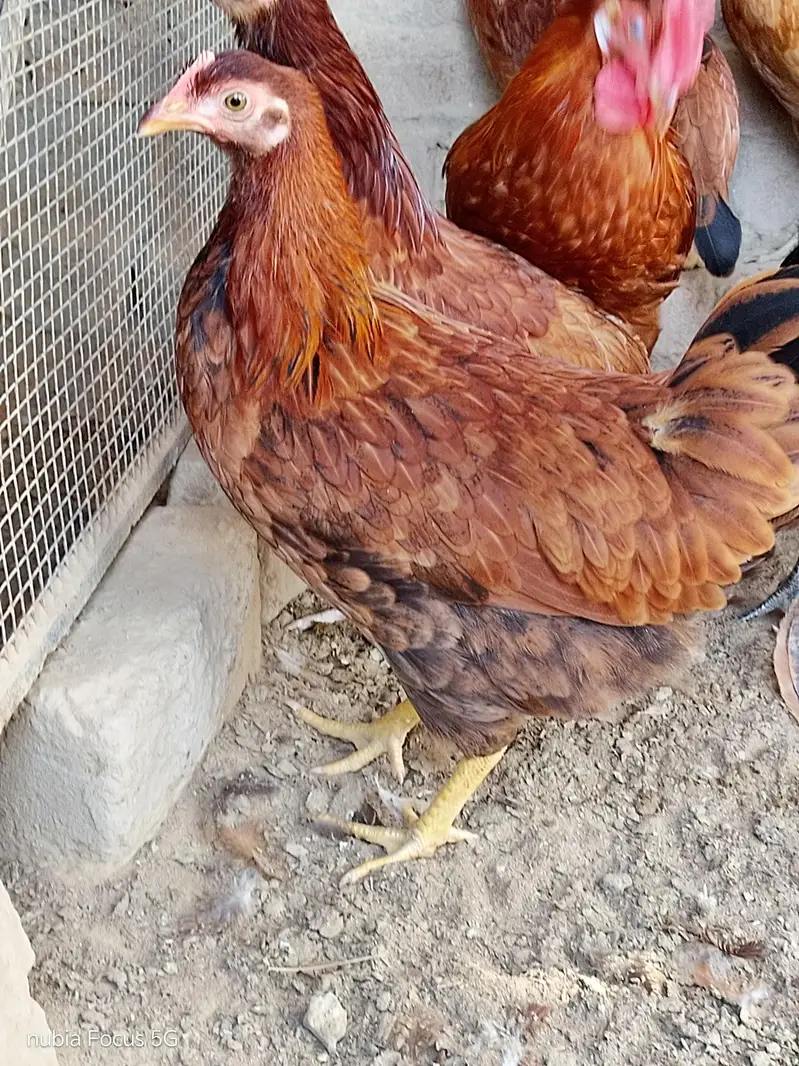 Golden Misri Pathiya For sale. Ready for egg laying. Healthy and activ — photo 2