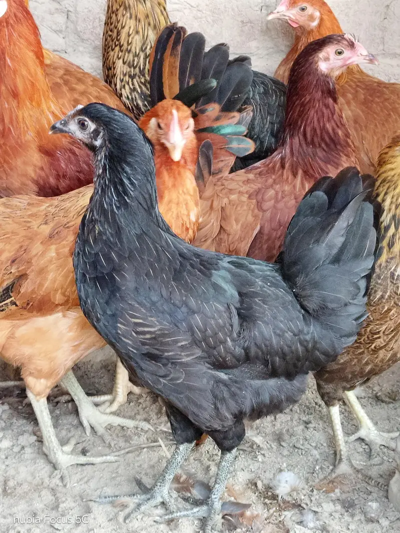 Golden Misri Pathiya For sale. Ready for egg laying. Healthy and activ — photo 3